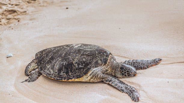 網購活體動植物　恐面臨7年徒刑