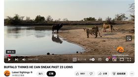 落單的水牛遭遇一群獅子，驚悚畫面全都被拍下來。（圖／YT：Latest Sightings）