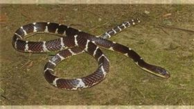 素貞環蛇。（圖／翻攝自中國科學院成都生物研究所官網）