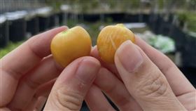 酸漿,燈籠果,黃金莓(圖/記者鄭玉如攝影)