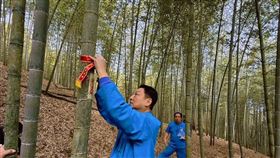 ▲燈篙竹的選取儀式。（圖／松山慈惠堂提供）