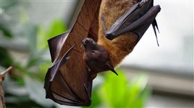 蝙蝠（圖／pixabay）