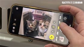 謝姓運將眷養多隻品種貓卻無力負荷其開銷。（圖／記者黃翎瑄攝）