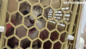 無辜毛孩因此命喪黃泉，整起案件仍待調查。（圖／記者黃翎瑄攝）