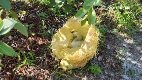 文 芭貴偷百斤1200