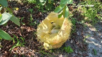 芭樂價飆！賊偷摘想發財　扛20公斤遭活逮