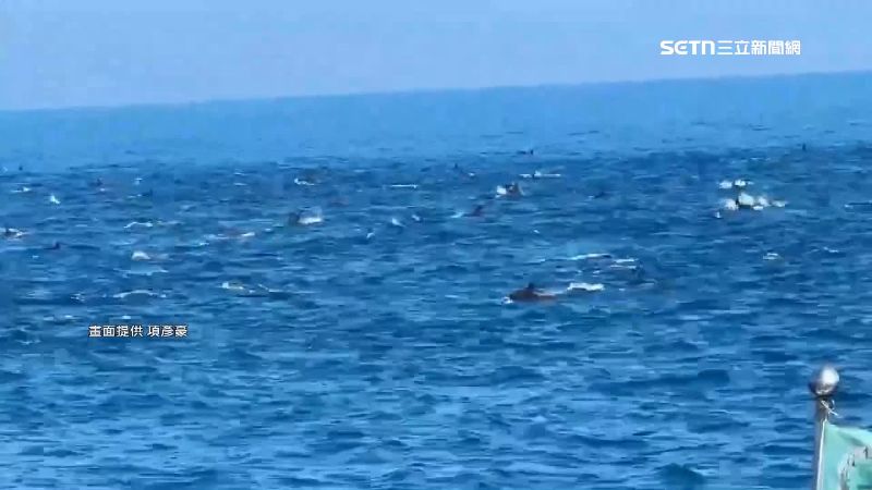 漁船出海遇逾200隻海豚！近10年最大群