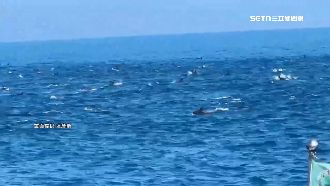 漁船出海遇逾200隻海豚！近10年最大群