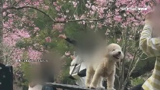為拍櫻吹雪　遊客抖晃櫻花樹！業者痛心