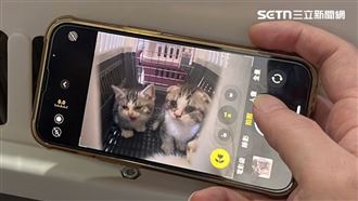 運將酷刑虐殺7貓　二審輕判7月罰20萬定讞