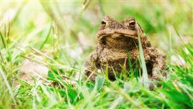 ▲〈兒時記趣〉不只有講到癩蛤蟆。（示意圖／翻攝自pixabay）

