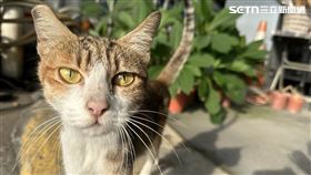 台中,男友,誣告,屏東,墾丁,情侶,愛貓,寵物,流浪貓,（圖／記者陳弘逸攝影）