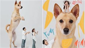 ▲孫協志和夏宇童的婚照非常特別，是將愛犬Nini放大，2人比例縮小，形成有趣的對比。（翻攝自孫協志臉書）