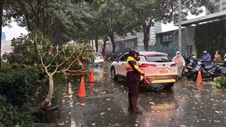 新／台中暴雨！市政路「路樹倒塌」險壓車
