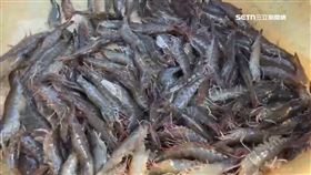 過完年量少價揚 