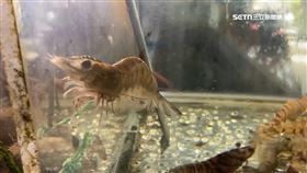 過完年量少價揚 