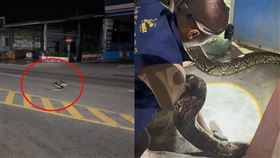 蛇,網紋蟒,燕巢區,高雄市