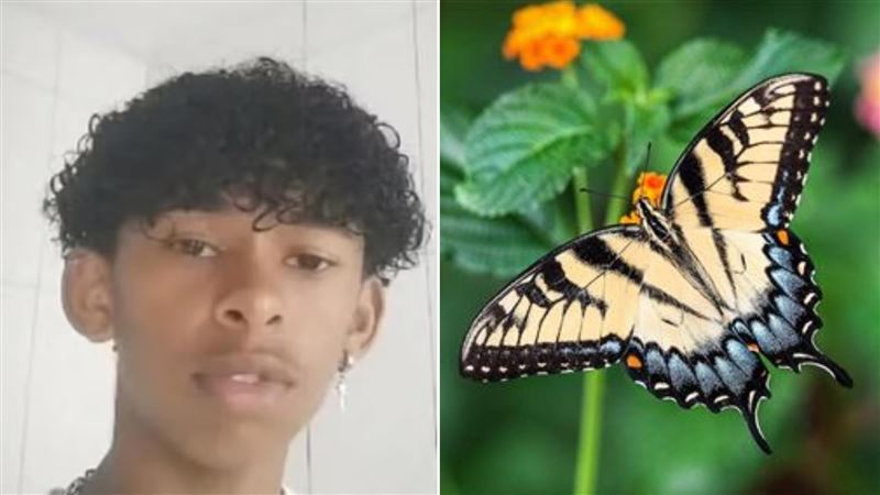 14歲少年搗碎蝴蝶注射體內！痛苦7天慘死