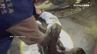 騎車輾到3米「網紋蟒」騎士驚：何德何能