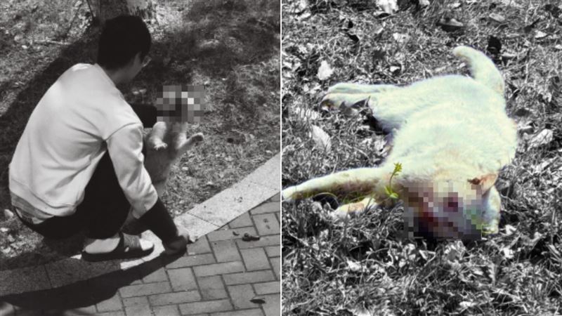 男虐貓「掰斷腿還踩頭」！牠眼珠噴出慘死