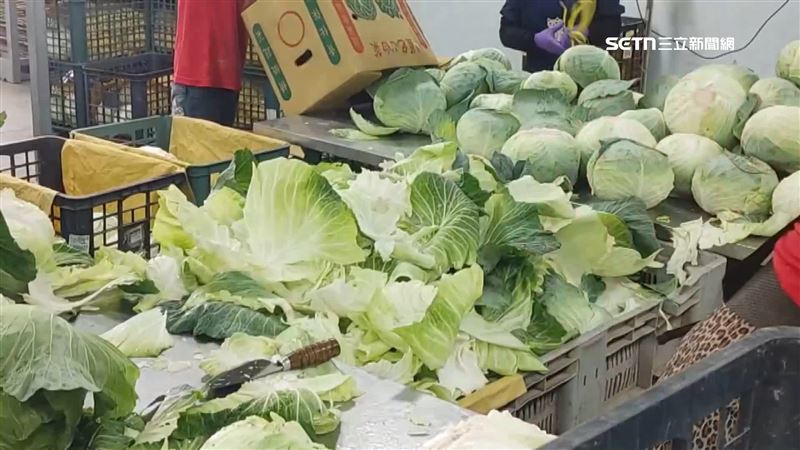 日本雪災高麗菜不足　台灣外銷賺20倍利潤