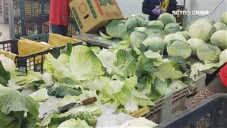 日本雪災高麗菜不足　台灣外銷賺20倍利潤