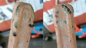 蛇,澳洲,冰棒,泰國,紅豆冰棒,毒蛇（圖／翻攝自臉書）