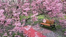近兩日全台受到雷電暴雨襲擊，因此有民眾擔心武陵農場的櫻花遭到大雨打落。（圖／Facebook／武陵農場 Wuling Farm）