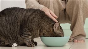 貓咪喝水　貓喝水　示意圖／freepik