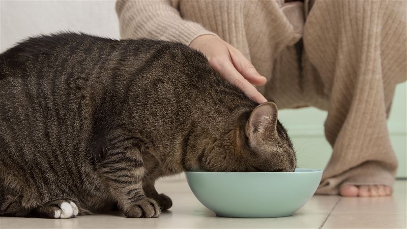 跟愛貓共用水杯　飼主險沒命：體內全是蟲