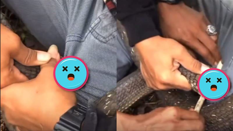 男命根子遭蛇狠狠咬住　痛苦拉扯畫面曝