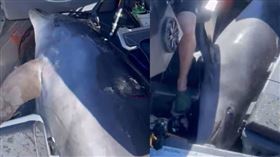 紐西蘭3名漁夫近日在海上工作時，突然有一隻體重900磅（約408公斤）的海豚跳上船。（圖／Facebook／Dean Harrison）