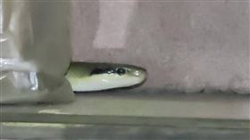 台東縣卑南鄉初鹿地區某民宅赫見約2公尺長的蛇，民眾驚慌不知所措只能向警方求助「我家有1條長蛇爬來爬去，快要嚇死了！」台東警察分局初鹿派出所警員立即通報1999縣民服務專線，由台東縣府委外捕蛇，所幸人員平安。