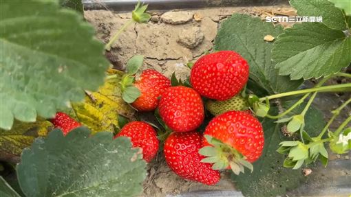 不是邊採邊吃!她採草莓1舉動遭轟中國大媽