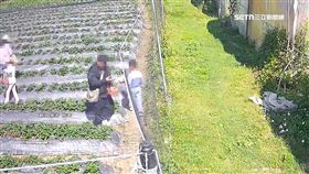 親子採草莓！疑採太多不想付結帳前亂丟棄