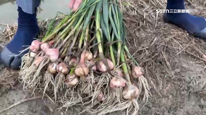 紅蒜頭減收近6成　警日夜巡田水防宵小