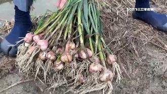 紅蒜頭減收近6成　警日夜巡田水防宵小