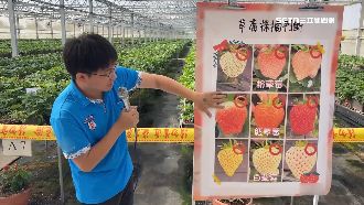 獨／草莓30分鐘吃到飽 他：吃200顆才回本