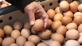 蛋價回升！今批發價每斤漲3元 產地價跟進