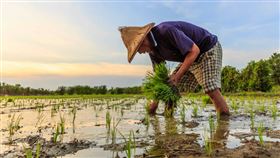 農保繳半輩子卻領嘸　老農兼差被退保哭了