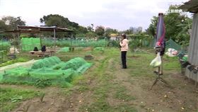 揭密「台北島」淡水河沙洲成民眾退休開心農場