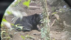 野放黑熊「達古阿里」又中陷阱（1）林業及自然保育署花蓮分署22日獲報，在卓樂部落產業道路旁的私有原保地發現一隻黑熊受困陷阱，相關人員到場確認後發現是被野放的「達古阿里」。（林業及自然保育署花蓮分署提供）中央社記者張祈傳真  113年3月23日