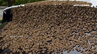 擋「蜂」玻璃？白車遭攻佔成「臨時蜂巢」