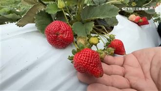 台南地瓜、花蓮池魚苦寒害　草莓產期反增