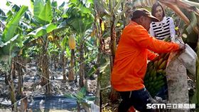 民進黨立委邱議瑩今日反擊香蕉貴的像詐騙之說。（圖／翻攝畫面）