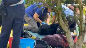 體弱又受傷 野放黑熊