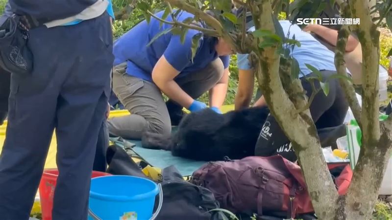 體弱帶傷！野放黑熊「達古阿里」現蹤玉里