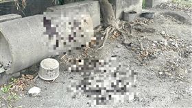 莿桐,蒜頭,竊案,忠犬,割喉,雲林（圖／翻攝莿桐鄉長廖秋蓉臉書）