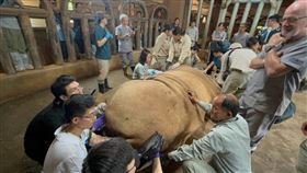 六福村,長頸鹿,有蹄類,麻醉（圖／六福村提供）