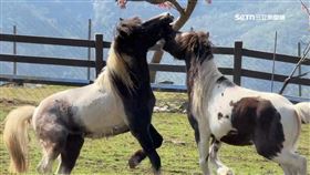 3年前受虐皮包骨 農場馬匹現今體態豐腴